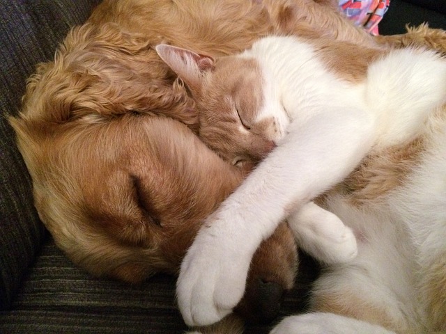 spící kočka a pes