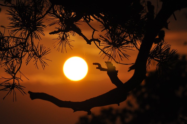 západ slunce u stromu